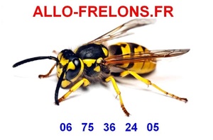 ALLO FRELONS Verdun-sur-Garonne, Désinsectisation, Dératisation