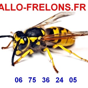 ALLO FRELONS Verdun-sur-Garonne, Désinsectisation, Dératisation